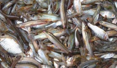 পাঁচ মিশালী নদীর মাছ (রেডি টু কুক) - প্রতি ১ কেজি