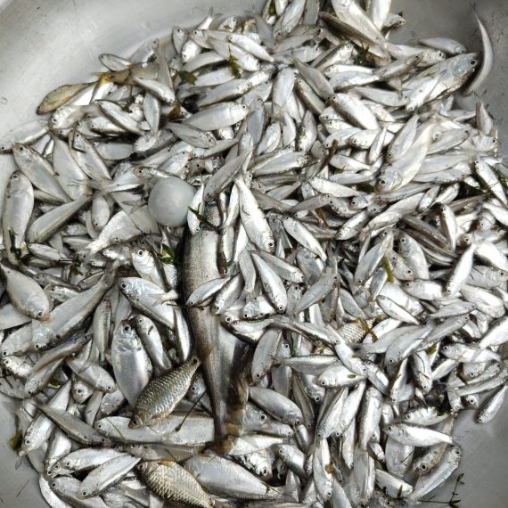 চাপিলা মাছ - ছোট (ফ্রেশ) - প্রতি ১ কেজি