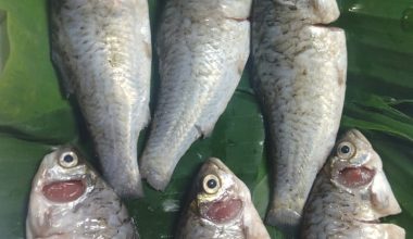 সরপুঁটি মাছ (রেডি টু কুক) - প্রতি ১ কেজি