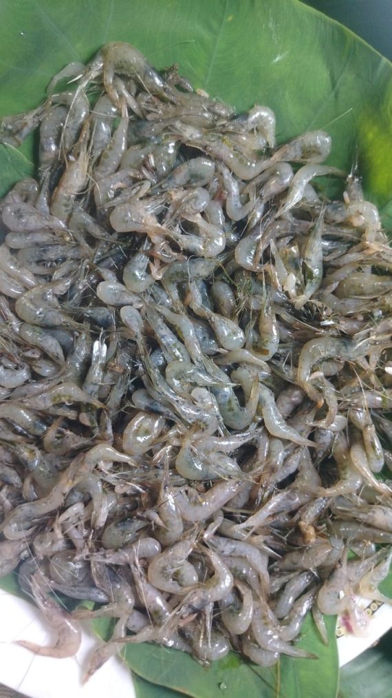 বিলের চিংড়ি বা সবজি চিংড়ি  (ফ্রেশ) - প্রতি ১ কেজি