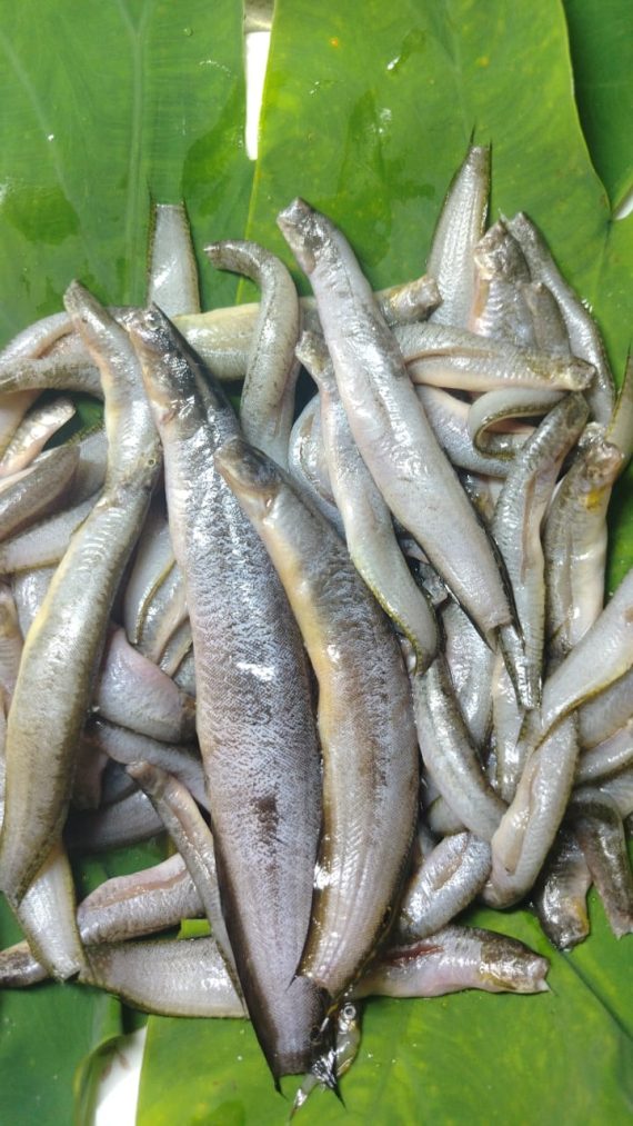 তারা বাইম মাছ - বড় (রেডি টু কুক) - প্রতি ১ কেজি