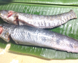 শোল মাছ রেডি টু কুক (১-১.৫ কেজি সাইজ) - প্রতি কেজি