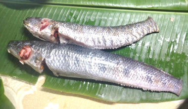 শোল মাছ রেডি টু কুক (১-১.৫ কেজি সাইজ) - প্রতি কেজি