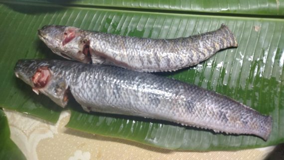 শোল মাছ - রেডি টু কুক (২-৪ পিচে ১ কেজি) - প্রতি কেজি 