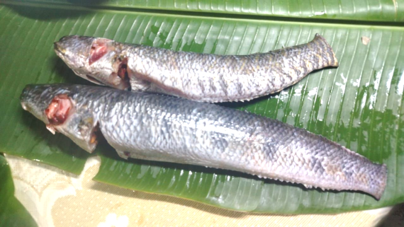 শোল মাছ রেডি টু কুক (১-১.৫ কেজি সাইজ) - প্রতি কেজি