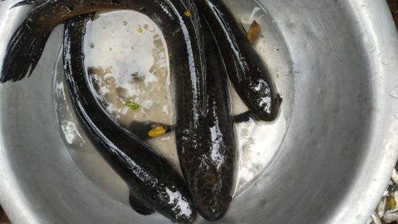 শোল মাছ ফ্রেশ (১-১.৫ কেজি সাইজ) - প্রতি কেজি