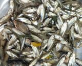 পাঁচ মিশালী নদীর মাছ (ফ্রেশ)- প্রতি ১ কেজি