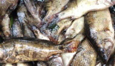 মেনি মাছ মাঝারি (ফ্রেশ) - প্রতি ১ কেজি