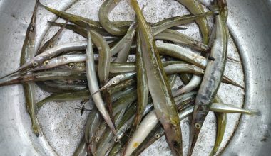 কাকিলা মাছ - বড় সাইজ (ফ্রেশ) - প্রতি ১ কেজি