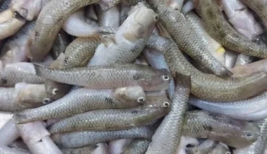 নদীর বেলে মাছ - ছোট (রেডি টু কুক) - ১ কেজি