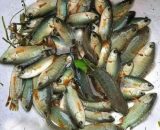 কৈ মাছ - মাঝারি (ফ্রেশ) - ১ কেজি