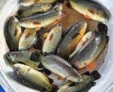 কৈ মাছ - বড় (ফ্রেশ) - ১ কেজি
