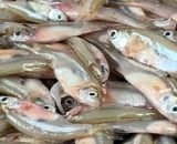 মলা মাছ (ফ্রেশ) - ৫০০ গ্রাম