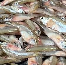 মলা মাছ (ফ্রেশ) - ৫০০ গ্রাম