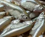 মলা মাছ (রেডি টু কুক) - ৫০০ গ্রাম
